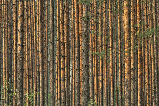 642723 (a): :2500x1665